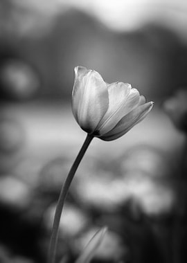 Black and White Tulip