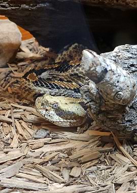 Copperhead Snake Close-Up
