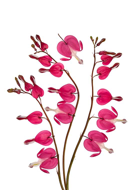 Bleeding Heart Flowers