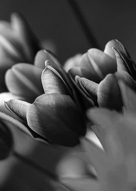 Black and White Tulips