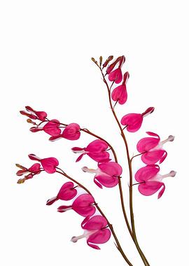 Pink Bleeding Heart Flowers