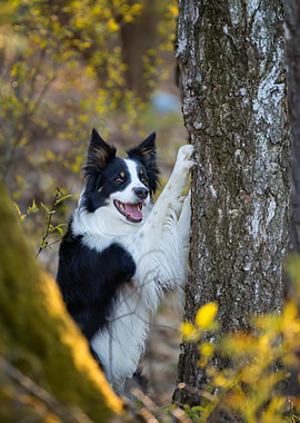 Border Collie Dog by Tree
