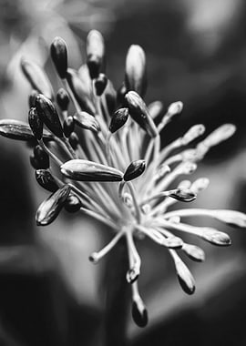 Black and White Flower Bud