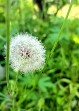 Dandelion Seed Head