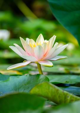 Water Lily Blossom