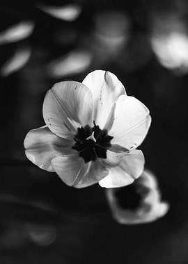 Black and White Tulip