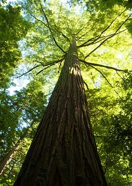 Giant Redwood Tree