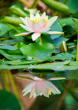 Water Lily Reflection