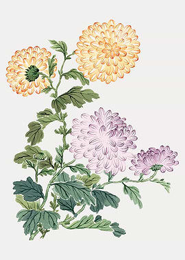 Chrysanthemum Floral Illustration