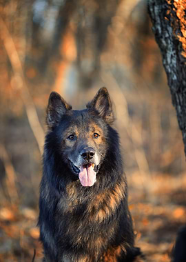 German Shepherd Dog Portrait