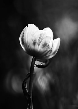 Black and White Tulip