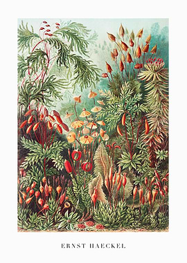 Botanical Illustration by Ernst Haeckel