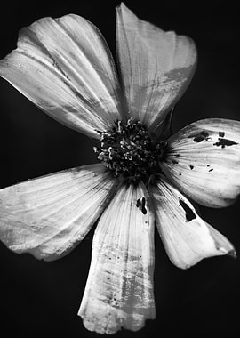 Black and White Flower