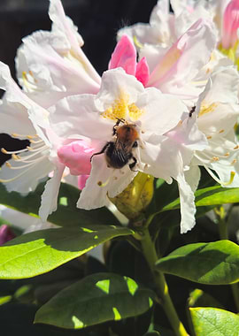 Bumblebee and ant enjoying sun on a white flower
