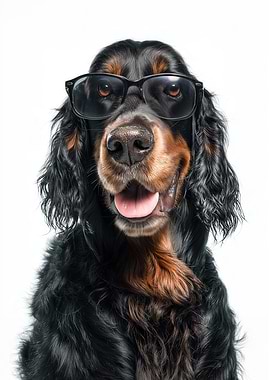 Cool Gordon Setter Dog in Sunglasses