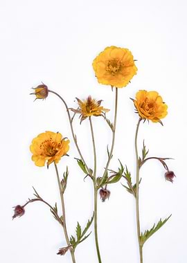 Yellow Wildflowers on White
