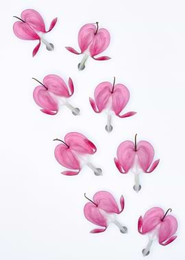 Pink Bleeding Heart Flowers