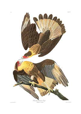 The Birds of America - Brazilian Caracara Eagle