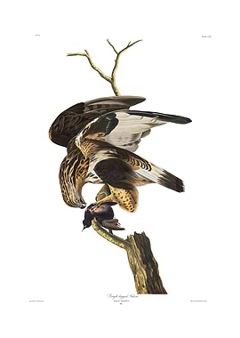 The Birds of America - Rough-legged Falcon
