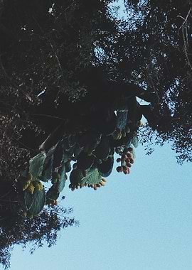 Cactus with fruit against blue sky