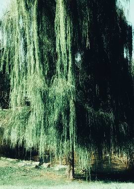 Weeping Willow Tree