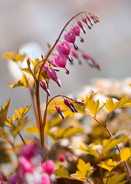 Bleeding Heart Flower Close-Up