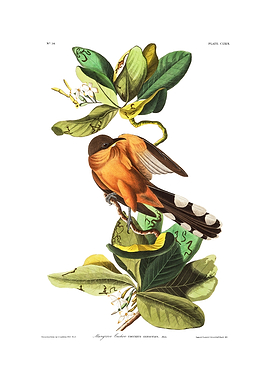 The Birds of America - Mangrove Cuckoo