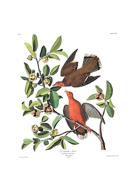 The Birds of America - Zenaida Dove