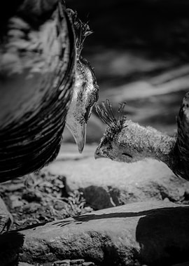 Peacock Mother and Child in Black and White