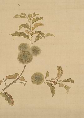 Chestnut Branch Botanical Art