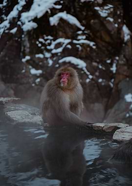 Japanese Snow Monkey in a Hot Spring in Japan