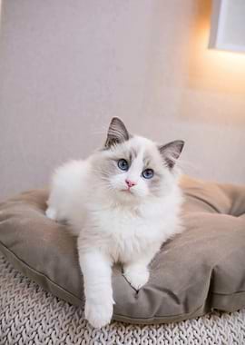 Ragdoll Cat Portrait on Cushion