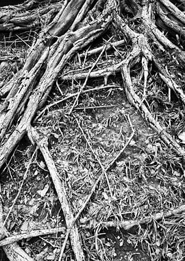 Monochrome Tree Roots and Ground Detail