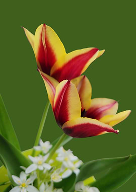 Red and Yellow Tulips Bouquet