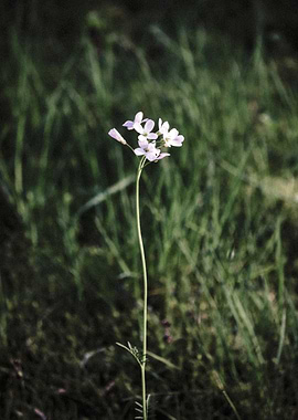 Delicate Wildflower in Grassy Field
