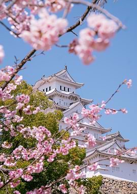 Himeji Castle with Cherry Blossoms