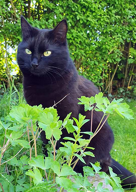 Black cat in the garden