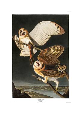 The Birds of America - Barn Owl