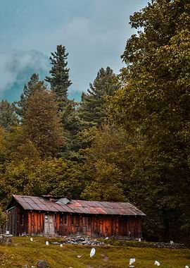 Rustic Cabin in Forest Landscape