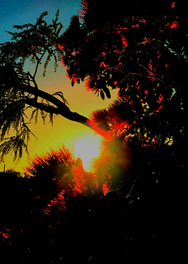 Sunset Through Trees