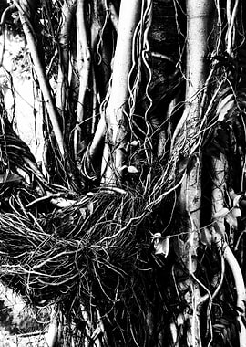 Monochrome Tree Roots and Trunk