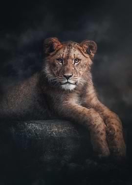 Lion Cub Portrait on Rock