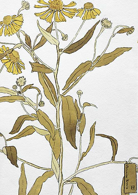 Sneeze Weed Botanical Illustration