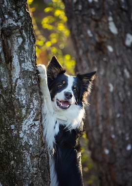 Border Collie Climbing a Tree