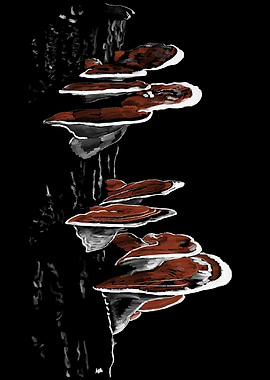 'Reishi Mushrooms' Jamie's Hand-Drawn Mushroom Collection
