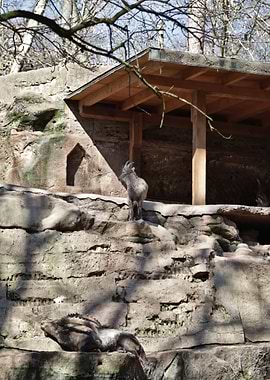 Mountain Goats on Rocky Terrain
