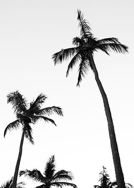 Black and White Palm Trees