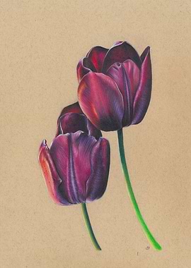 Two Dark Purple Tulips Illustration