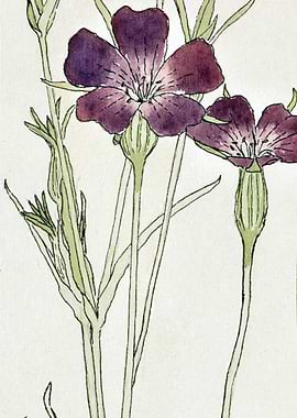 Purple Flowers Watercolor Illustration