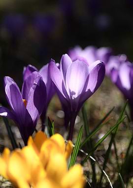 Purple and Yellow Crocus Flowers